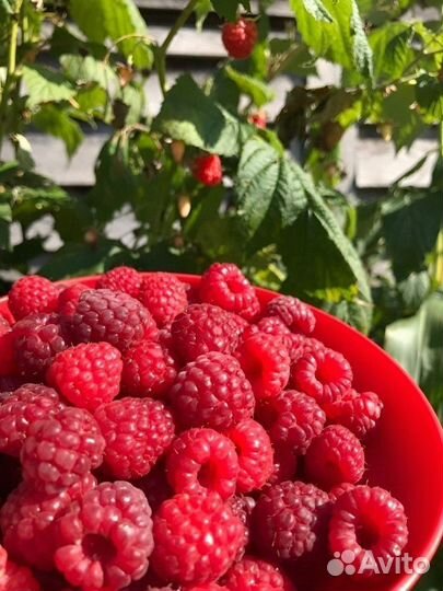 Малина садовая ягоды