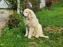 Пиренейская горная собака кобель для вязки