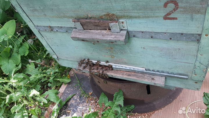 Продажа пчелосемьи, без улья