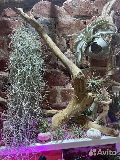 Тилландсия атмосферная