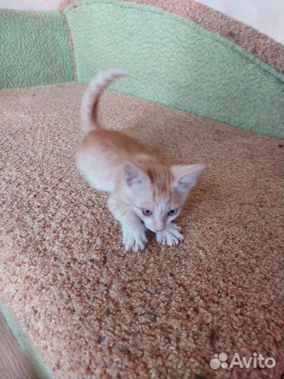 Милый персиковый котёнок