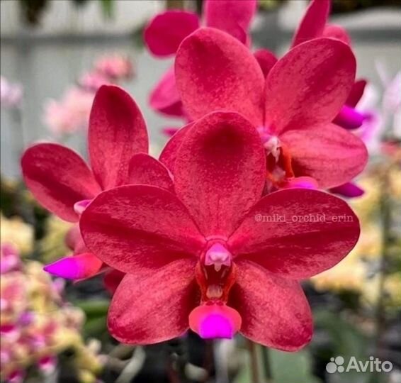 Орхидея Phal. Buddha's Treasure