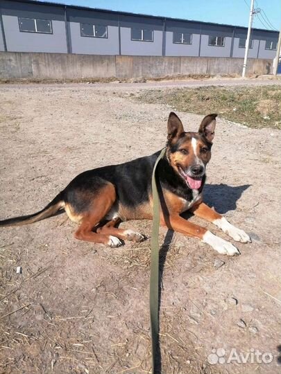 Красивый, брутальный пёс ищет дом