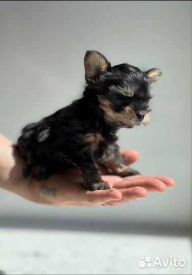 Йоркширский терьер мини