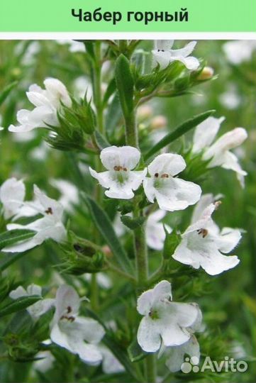 Чабер горный(кондари,цитрон, джамбул)