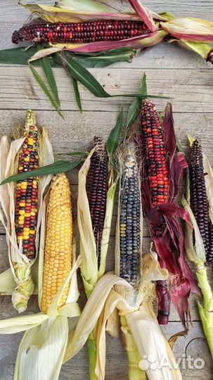 Семена кукуруза, люффа, бамия, фасоль