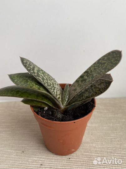 Суккуленты гастерия