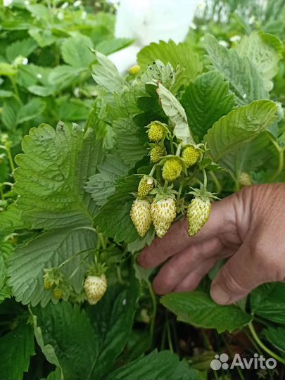 Семена земляники