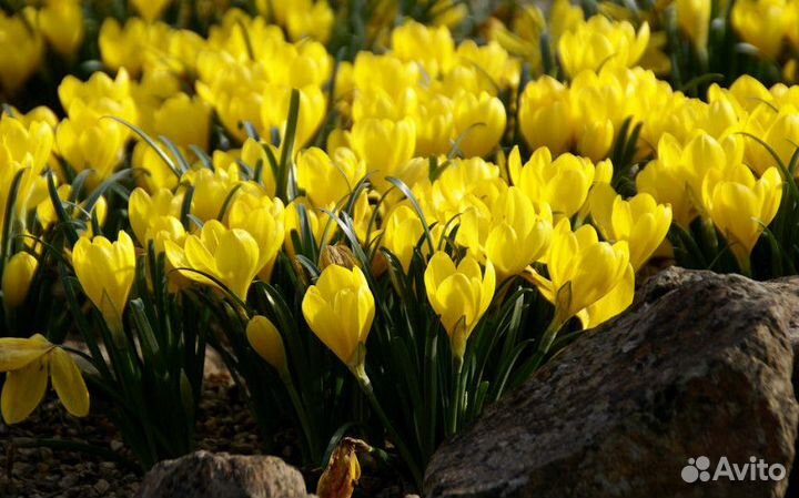 Садовые растения (многолетники)