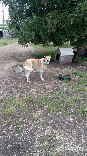 Собака бесплатно в добрые руки