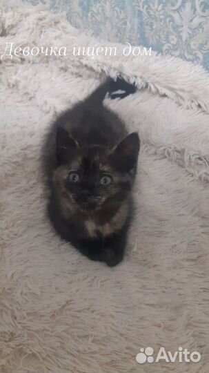 Брошенные котята ищут дом