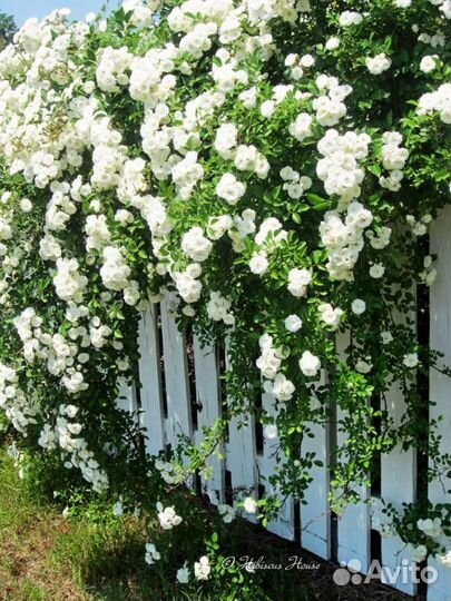Роза Айсберг плетистая, самшит вечнозеленый