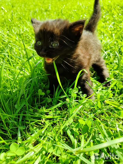 Котенок 1 месяц