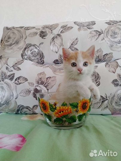 Коты рыжие-белые