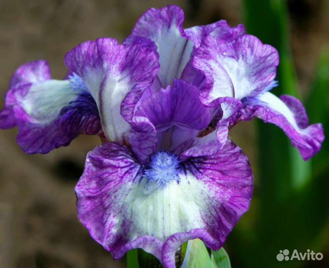 Ирисы карликовые