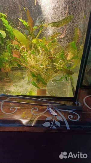 Аквариумные растения