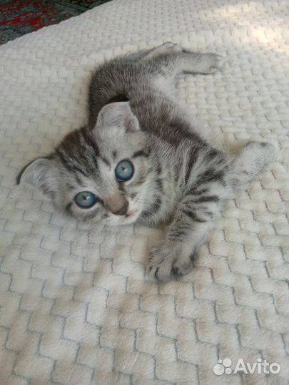 Шотландская вислоухая