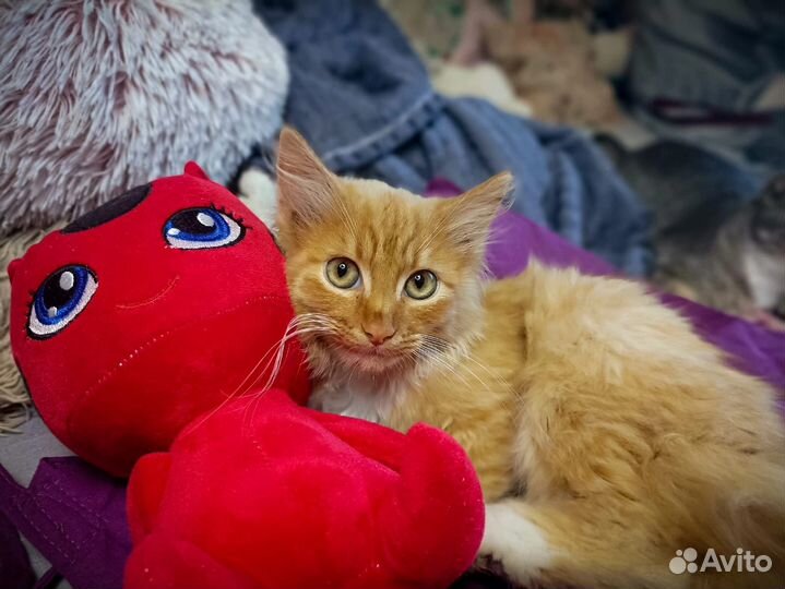 Рыжий котенок в дар