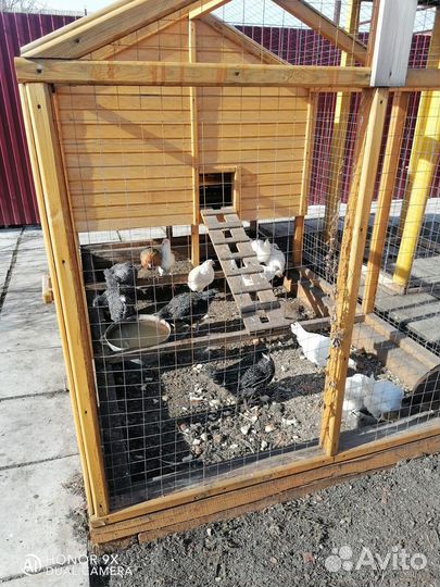 Курятник. Клетка для птиц