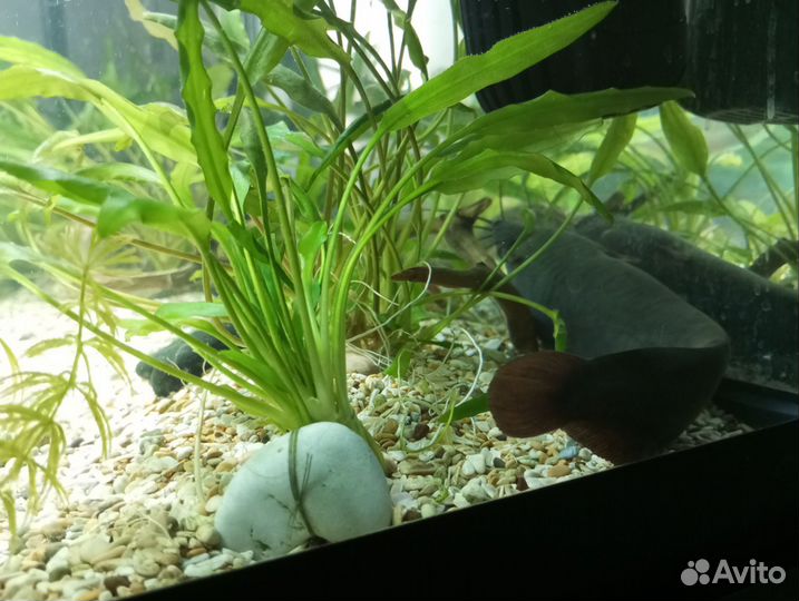 Мешкожаберный сом