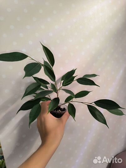 Фикусы сортовые