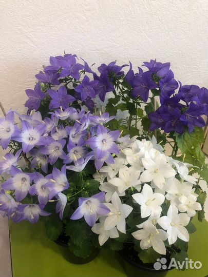 Кампанула жених невеста и любовник