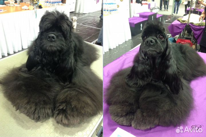 Стрижка спаниелей и средних собак