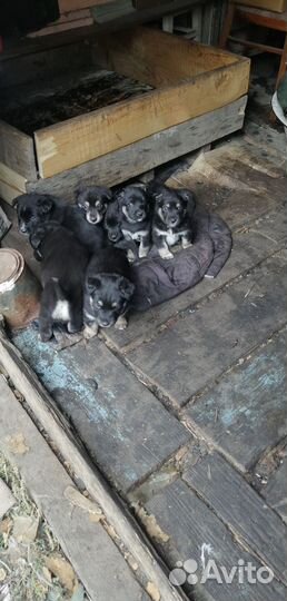 В добрые руки