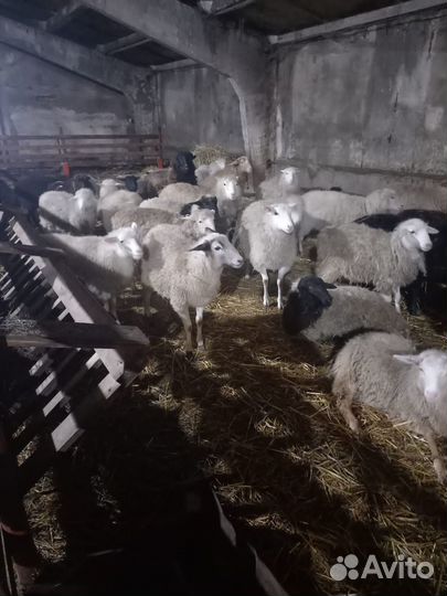 Овцы бараны ягнята