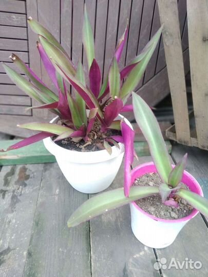 Традесканция Рэо