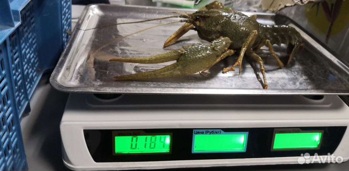 Живые раки, Варёные раки в Троицком районе