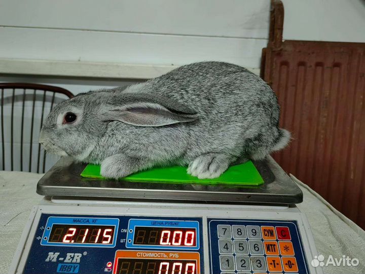 Продам кроликов