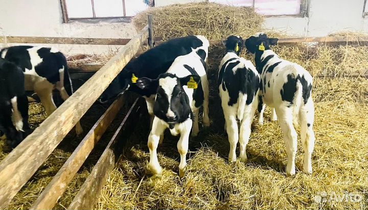 Бычки и телки