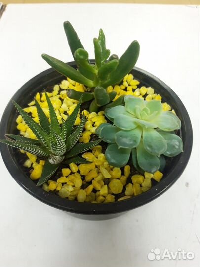 Композиция из трёх суккулентов