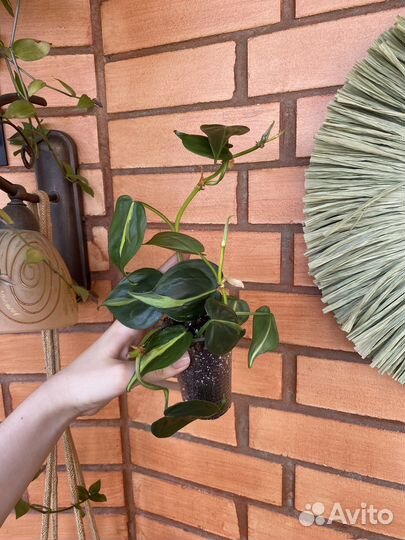 Сциндапсусы и эпипремнумы