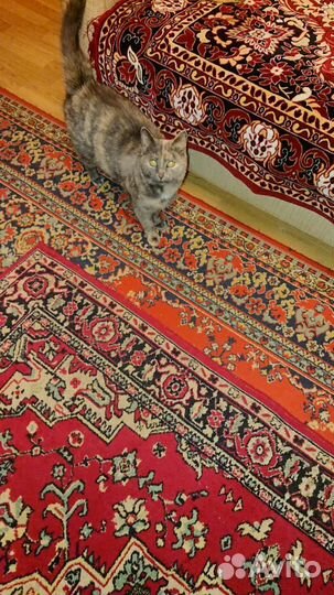 Кошка в дар