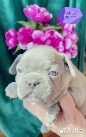 Французский бульдог лиловая девочка