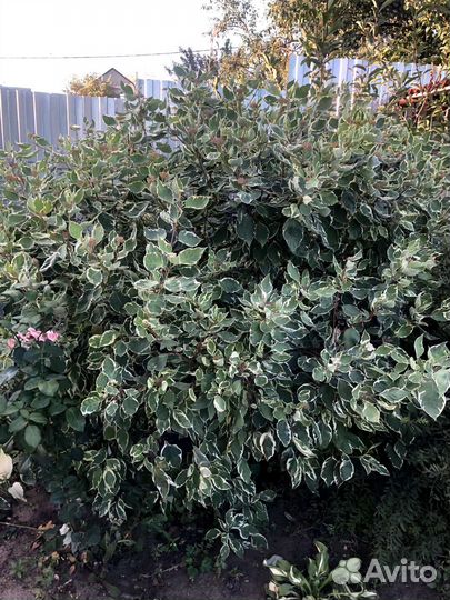 Дерен элегантиссимо