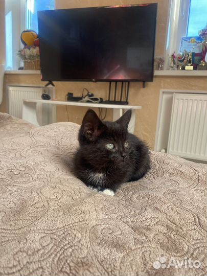 Котята черные в добрые руки