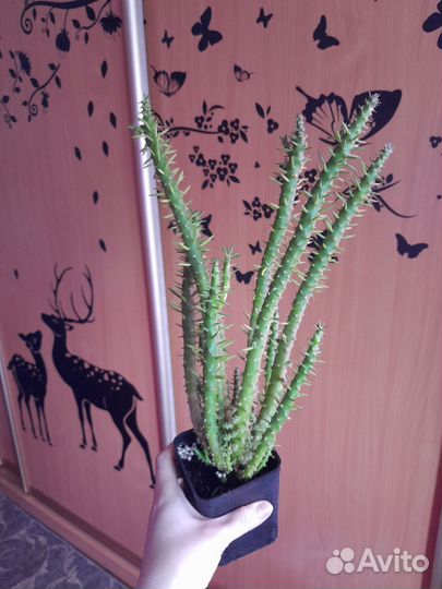 Опунция цветущий кактус/суккулент