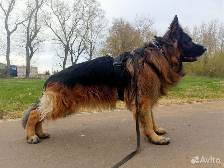 Собаки возьмите