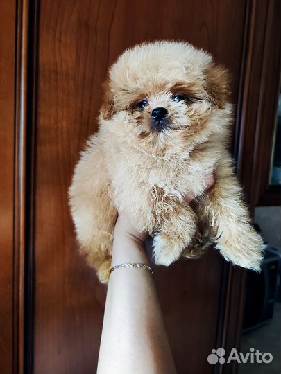 Щенки мальтипу