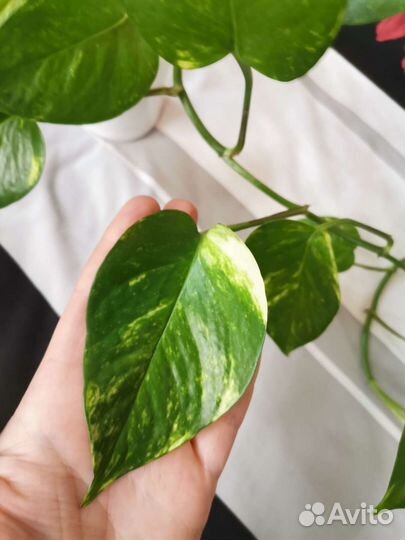 Сциндапсус