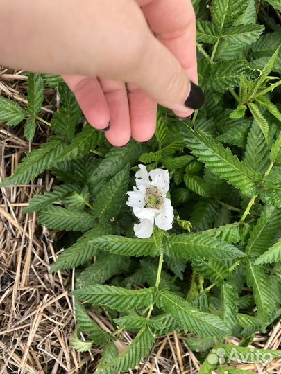 Тибетская малина