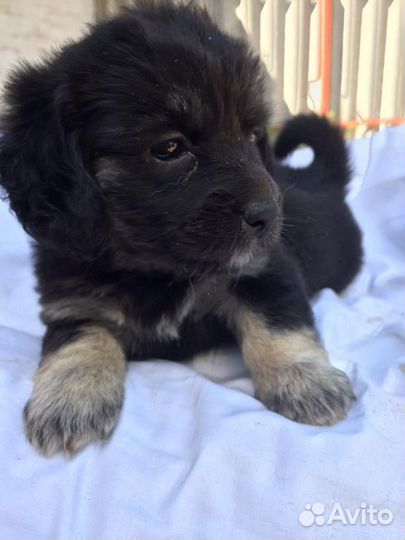 Щенки метисы