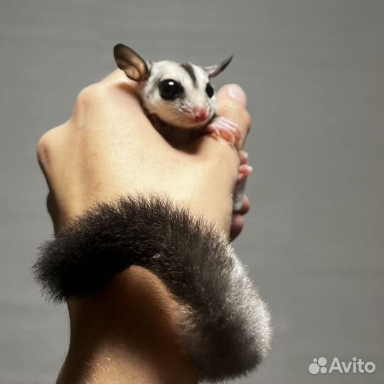 Белка летяга