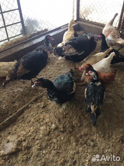 Индоутки гуси