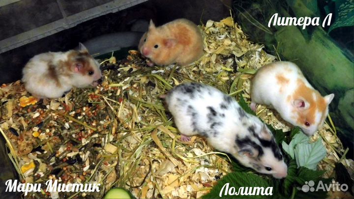 Пёстрые, крем, золото, пояс хомяк с клеткой видео