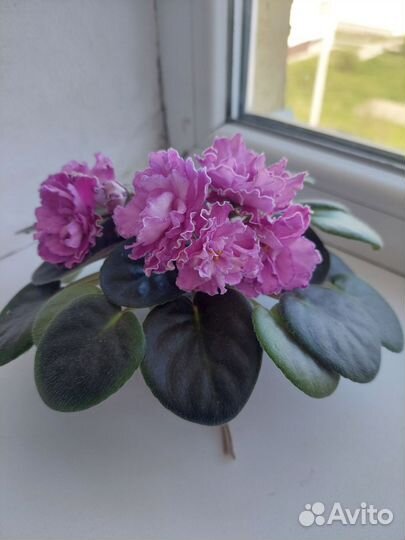 Фиалки сортовые