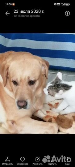 Лабрадор ищет новый дом